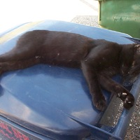 My lil buddy  - Coal Cat