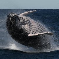 Playful whales