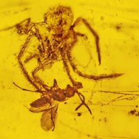 100 million year old spider attacking a wasp