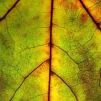 Leafy veins