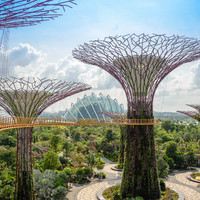 Supertree Grove in singapore