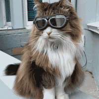 Goggles cat