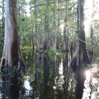 cypress swamp in high water
