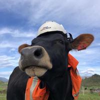 SAFETY COW IS WATCHING