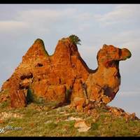 Camel mountain