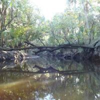 Wild Florida 1