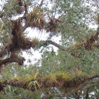 Closer view of epiphytes