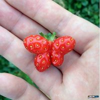 Butterfly strawberry
