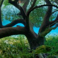 Underwater Mangrove