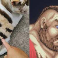 ZANGIEF