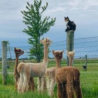 I'm sure you're all wondering why I've gathered you here today