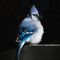Portrait of a Blue Jay by Will Dunn