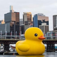 Welcome to Sydney, quack.