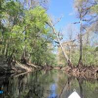 Green Swamp Florida 5