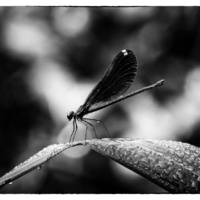 Damselfly by Roy Gipson Young