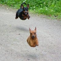 Flying Weiner Dogs