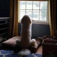 giant fluffy cockdog
