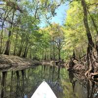 Green Swamp Florida 2