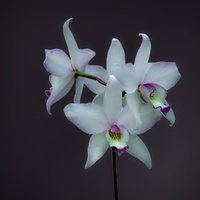 Three Orchids:  Beauty, Elegance and Refinement by Christina Brown
