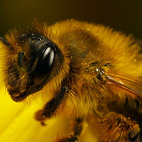Bee, produces honey, threatened by free trade and borderless world.