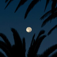 Full moon visible through silhouetted palm fronds at night by Graddes