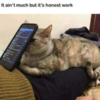 Cat phone holder