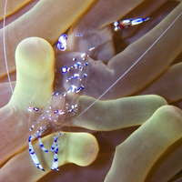 underwater gems