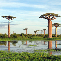 cool baobab trees.. 