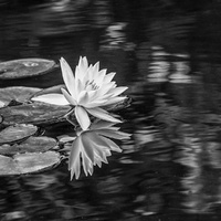 Glowing Reflection by Rita A Pignato