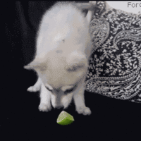 puppy meets lime