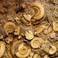 ammonite bed