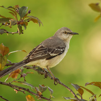 Morning Mockingbird by Melody Mellinger
