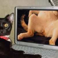 kitty porn
