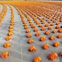 34,000 monks at Wat Phra Dhammakaya,Thailand