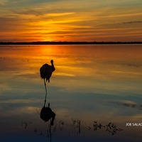 Myakka Lake Florida sunset