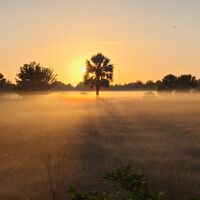 Ground fog at sunrise this morning