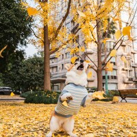 Corgi dog jumping to catch falling autumn leaves by Alvan Nee