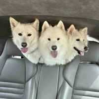 Cerberus