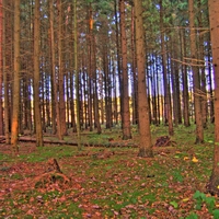 Forest HDR