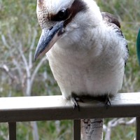 Kookaburra (dacelo novaeguineae)