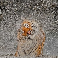 2012 National Geographic photography competition 12