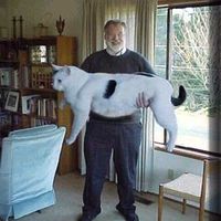 huge cat