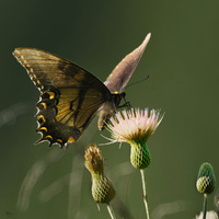 Swallowtail by Roy Gipson Young