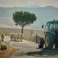 Sicilian Countryside Traffic Jam by Frank Ginn