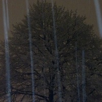 maple with snow