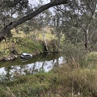 Melbourne wildlife in the river
