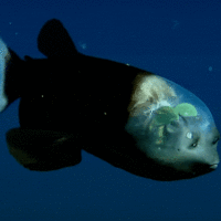 Barreleye fish, extremely light-sensitive eyes that rotate in a shield