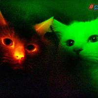 glow in the dark kitties?