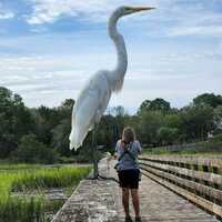Big bird