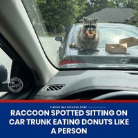 Found my spirit animal